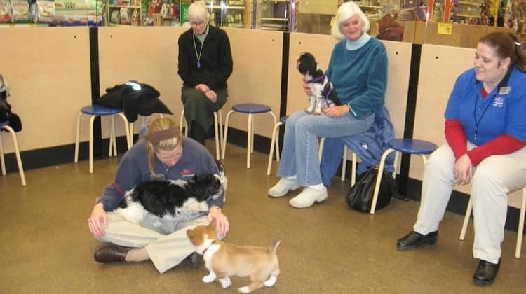 petsmart puppy classes