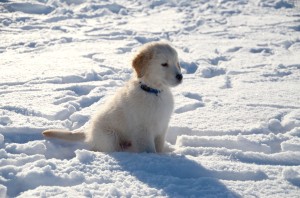 Puppies Attention On Trainer