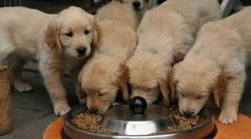 Puppy Food