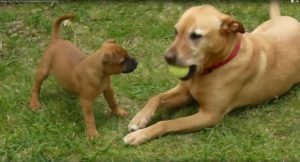 Doggy Dan Free 5 Video Series