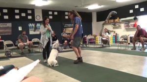 Shock Collar Dog Training