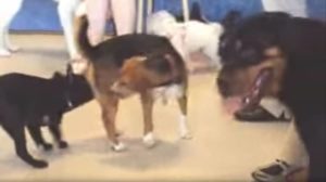 Petsmart Dog Training Class