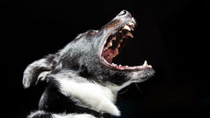 Aggressive Dog