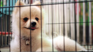 Puppy In Crate